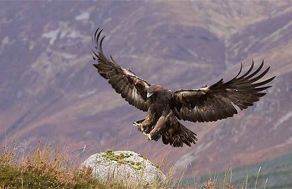 Satellite tagged golden eagle – North Glenbuchat Estate statement